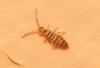 Entomobrya nigrocincta
